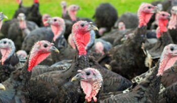 turkey farm and supply chain